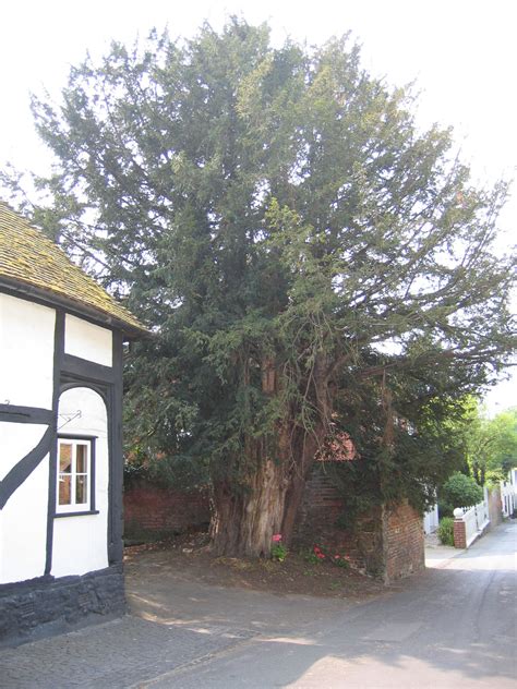 yew tree westbere|yew tree pub canterbury.